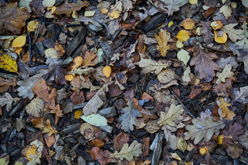 Carpet of autumn leaves underfoot. Concept of golden fall.