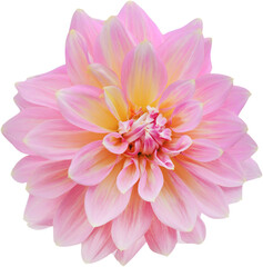 Fototapeta premium Dahlia flower