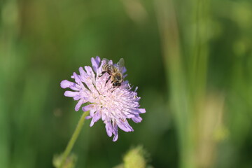 Bee on a field scabious flower in nature, pollinating and gathering nectar