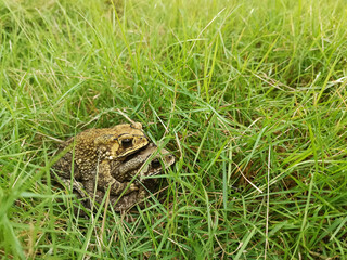Mating toads in spring, a pair of male and female toads on the grass
