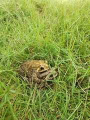 Mating toads in spring, a pair of male and female toads on the grass