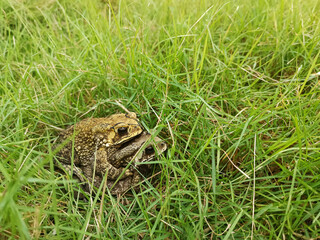 Mating toads in spring, a pair of male and female toads on the grass