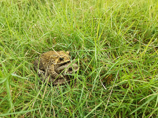 Mating toads in spring, a pair of male and female toads on the grass