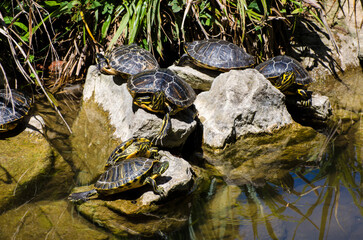 Alcune tartarughe prendono il sole distese sulle rocce di una fontana 