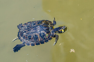 Una piccola tartaruga acquatica nuota nell'acqua di una fontana