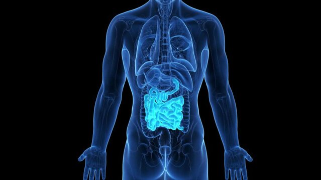 3d rendered medical animation of the small intestine