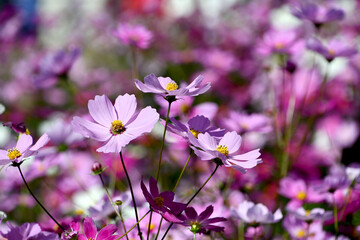 コスモス畑