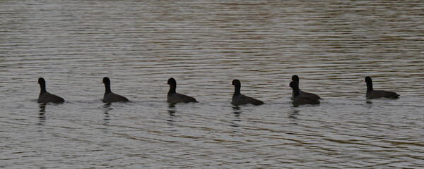 Naklejka premium oiseau - foulque macroule