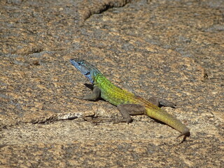 Lézard, Afrique du Sud Limpopo