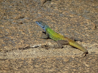 Lézard, Afrique du Sud Limpopo