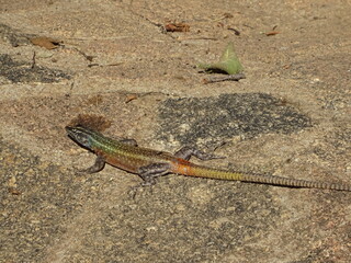 Lézard, Afrique du Sud Limpopo