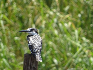 Faune Orange River Afrique du Sud