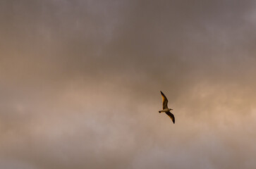 Un gabbiano visto dal basso vola davanti a un vielo nuvoloso a Venezia