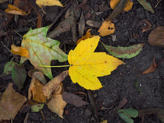 Autumn dried up leaves
