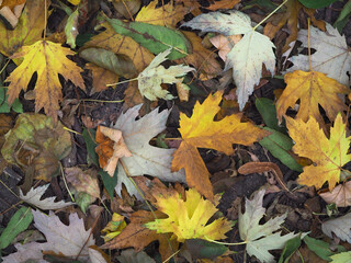 Autumn dried up leaves