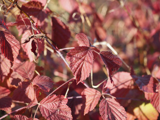 Autumn dried up leaves