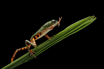 Orange-legged Leaf Frog or Tiger-legged Monkey Frog walking along on a leaf stalk. 