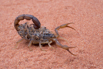 A scorpion female (Hottentotta tamulus) is carrying her babies on back, on sands.
Scorpion hottentotta is the type of parthenogenesis, which can give birth without being fertilized by male sperm.