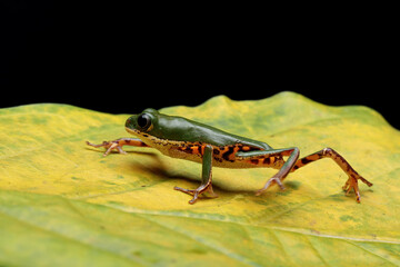 Orange-legged Leaf Frog or Tiger-legged Monkey Frog on a yellow leaf. 