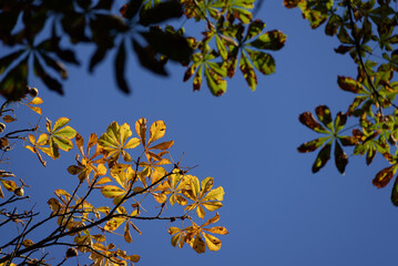 AUTUMN TREE - Colorful chestnut leaves against the blue sky