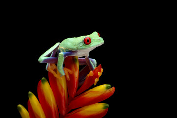 Red-eyed Tree Frog (Agalychnis callidryas) on a flower.
