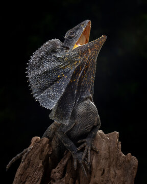 The Frilled-necked lizard (Chlamydosaurus kingii) is showing an angry expression. Side view Frilled-necked lizard.