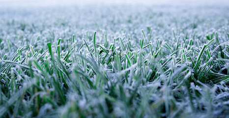 Morning dew froze on a green grass. First frost. Preparing the lawn for wintering. Close-up. Copy space. Banner. Late autumn. Conceptual background of weather forecast. Nature detail. Winter season - obrazy, fototapety, plakaty