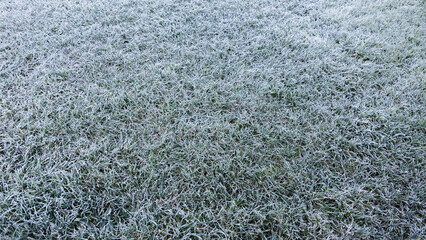 Morning dew froze on a green grass. First frost. Preparing the lawn for wintering. Top view. Copy space. Banner. Late autumn. Conceptual background of weather forecast. Nature detail. Winter season - obrazy, fototapety, plakaty