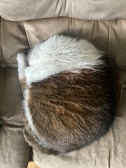 cat sleeping on an a sofa in a cold autumn day (no heating)