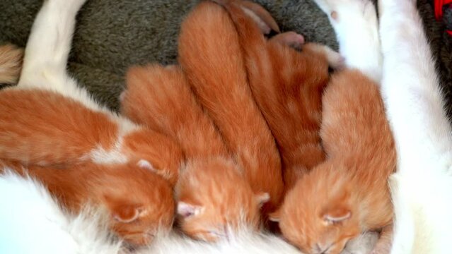 Newborn baby red cat drink their mother's milk. Breastfeeding small cute ginger kitten. Domestic animal Sleep and cozy nap time. Comfortable pets sleep at cozy home. Kitten sucks on cat's breast Video