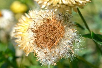 Straw flower