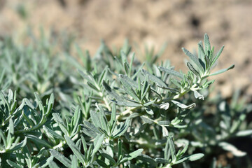 Fruity germander