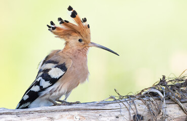 Eurasian hoopoe, Upupa epops. A bird spreads its crest and sits on a log