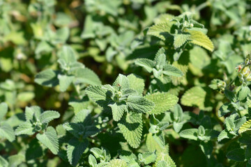 Catmint Snowflake