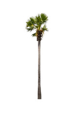 Sugar palm tree isolated on white background