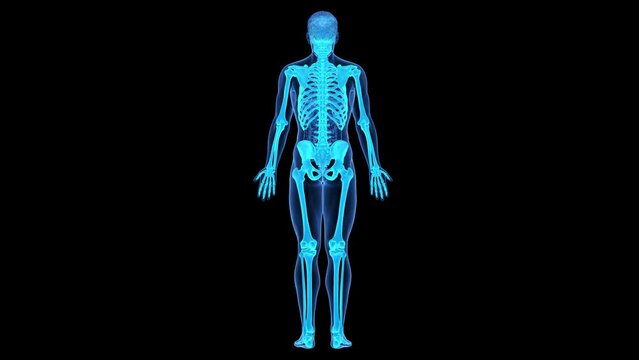 3d rendered medical animation of the human skeleton
