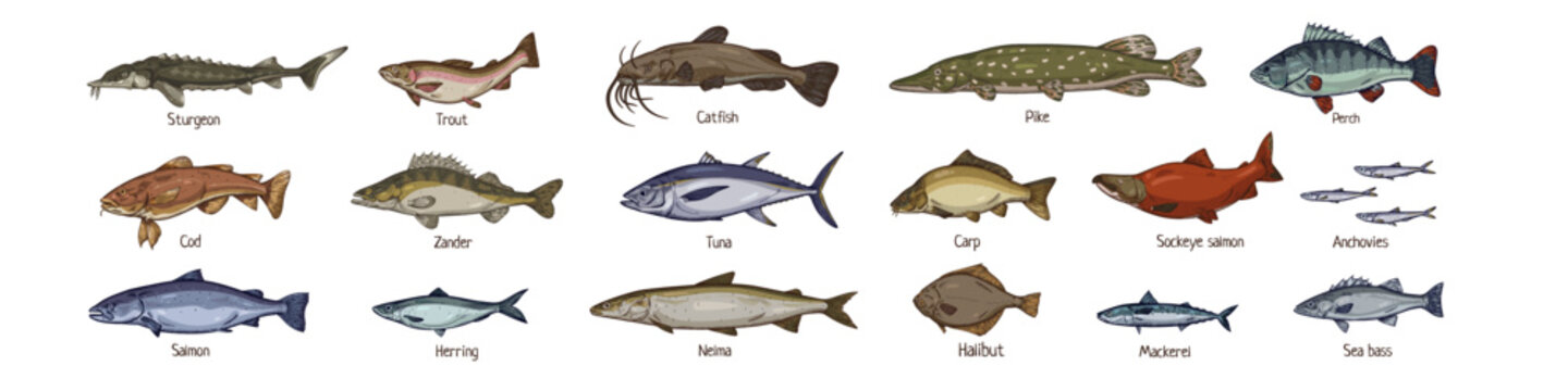 Sea fishes set drawn in vintage style. Marine and freshwater species. Retro drawings of salmon, tuna, trout, cod, pike and mackerel. Realistic vector illustrations isolated on white background