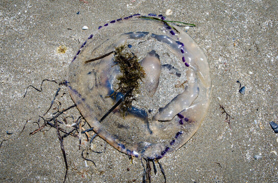Una medusa portata a riva dalla marea giace sulla sabbia