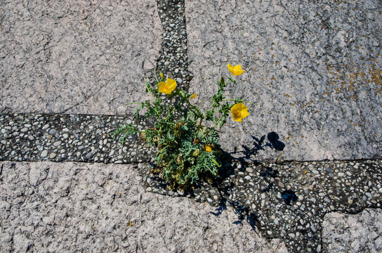 Una pianta con dei fiori gialli cresce fra le pietre dei murazzi della spiaggia del Lido di Venezia