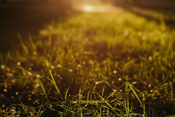 Grassy background in the rays of the sun.