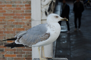 Primo piano di un gabbiano su un ponte di Venezia con dietro un muro di mattoni
