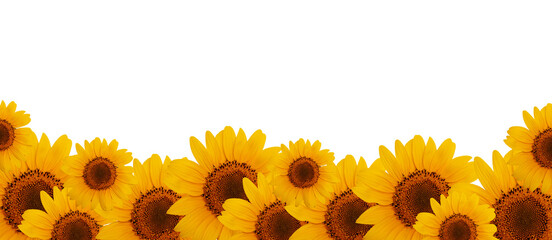 Sunflower isolated © valeriy555