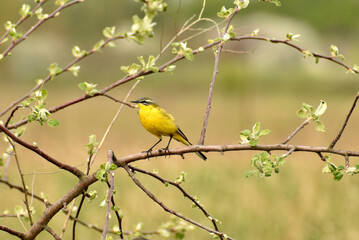 The yellow wagtail sings while sitting on a tree.