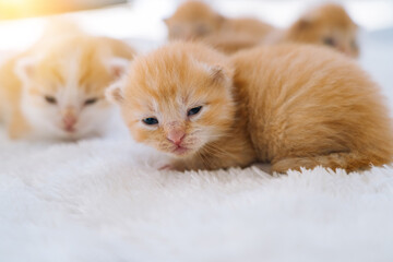 Newborn baby red cat sleeping on funny pose. Group of small cute ginger kitten. Domestic animal. Sleep and cozy nap time. Comfortable pets sleep at cozy home. Selective focus