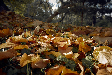 Autumn leaves in Boboli garden