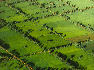 Aerial view of Bien Ho Che or Bien Ho tea fields, Gia Lai province, Vietnam. Workers of the tea farm are harvesting tea leaves in the early morning.