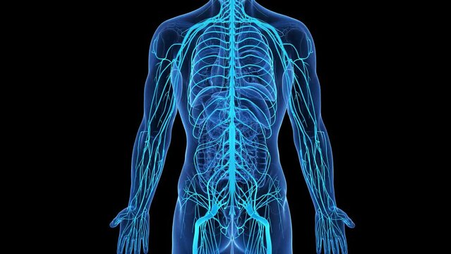 3d rendered medical animation of the nervous system