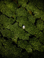 Aerial view of Bien Ho Che or Bien Ho tea fields, Gia Lai province, Vietnam. Workers of the tea...