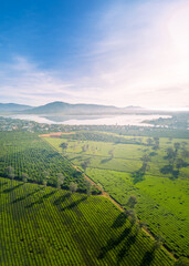 Aerial view of Bien Ho Che or Bien Ho tea fields, Gia Lai province, Vietnam. Workers of the tea...