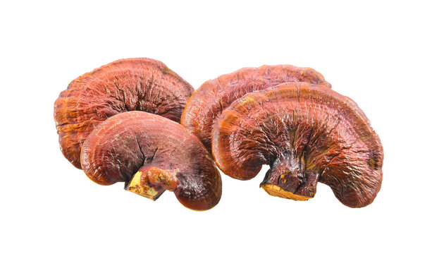 Lingzhi Mushroom Isolated on transparent png